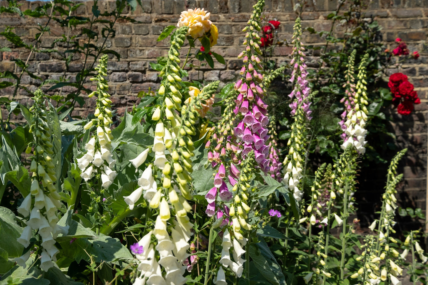 1000 Seeds MIXED FOXGLOVE Digitalis Purpurea Flower Seeds
