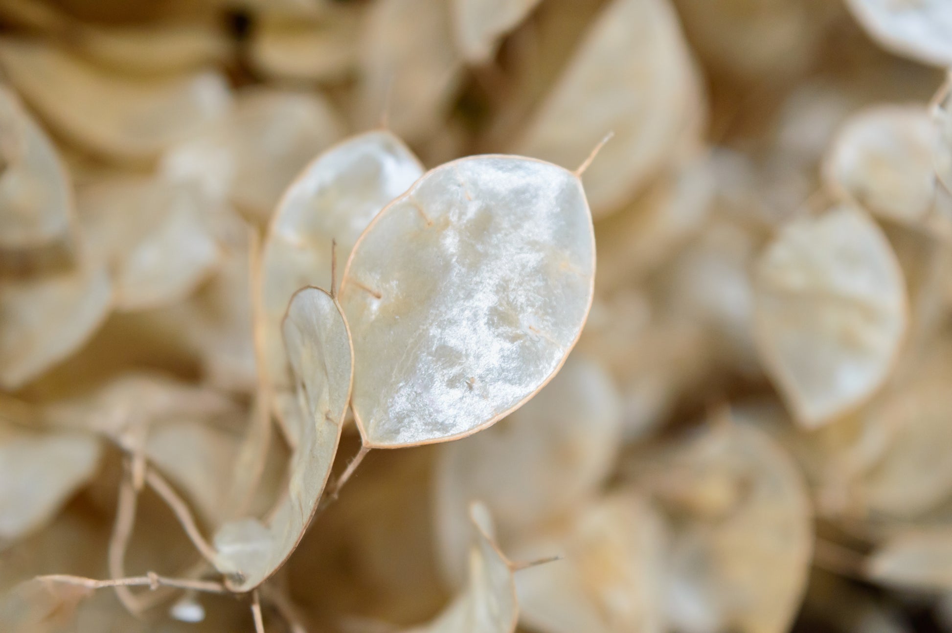dried lunaria money plant 100 LUNARIA Biennis ( MONEY PLANT / Silver Dollar / Honesty / Moonwort – Seedville USA