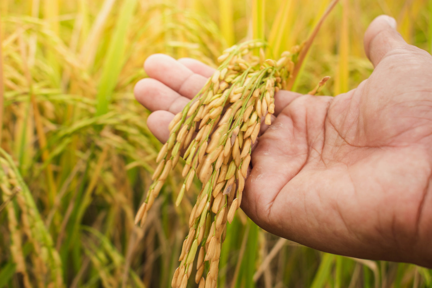 brown rice seeds for planting 100 Long Grain BROWN WHITE RICE Oryza Sativa Vegetable Seeds
