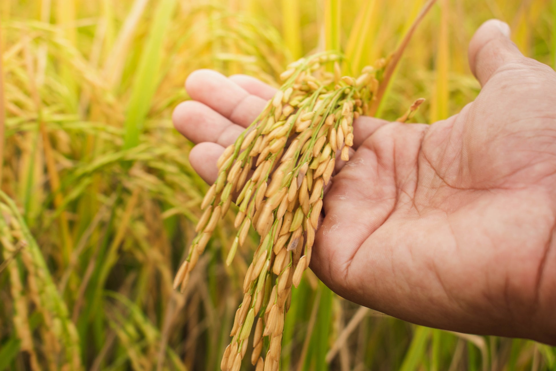 where to buy rice seeds for planting 100 Long Grain BROWN WHITE RICE Oryza Sativa Vegetable Seeds