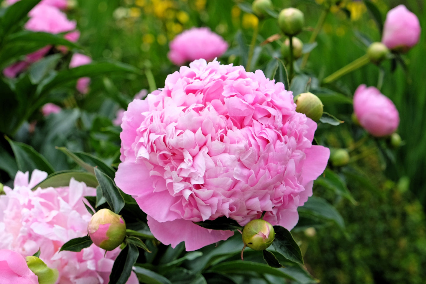 5 GARDEN PEONY Paeonia Lactiflora Red Pink White Mix Chinese Peony Flower Seeds