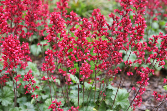100 HEUCHERA FIREFLY Coral Bells Heuchera Sanguinea Red Flower Shade Seeds