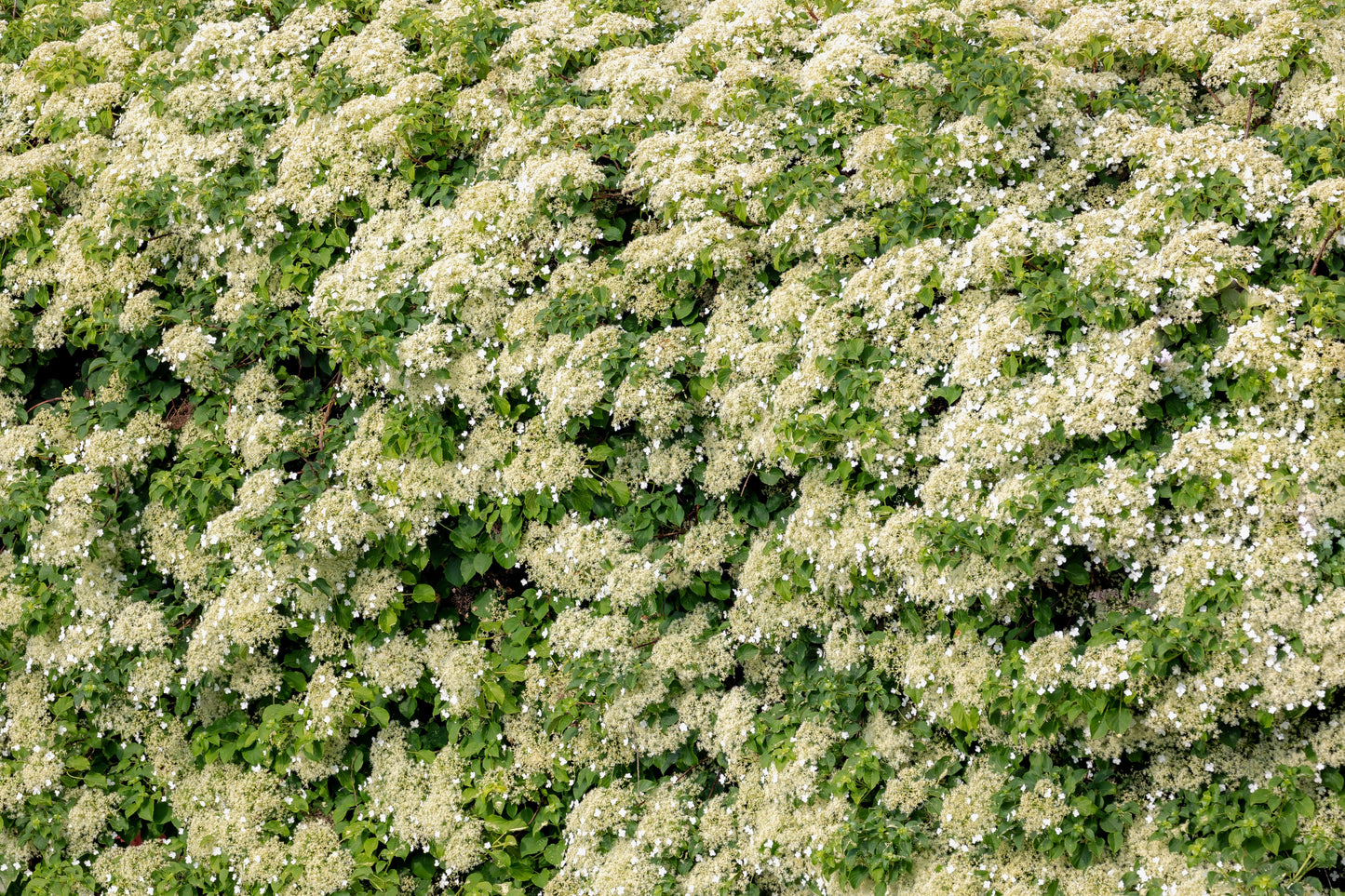 50 CLIMBING HYDRANGEA Anomala Petiolaris Vine Flower Seeds