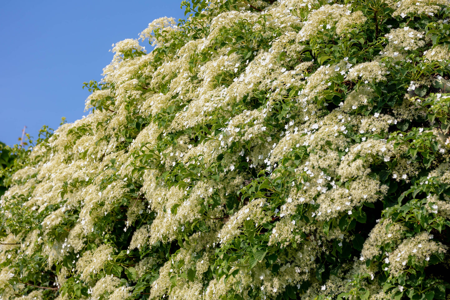 50 CLIMBING HYDRANGEA Anomala Petiolaris Vine Flower Seeds