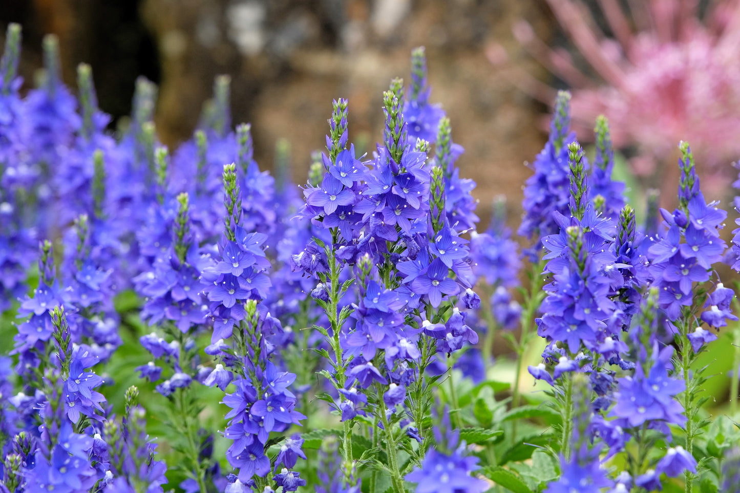 75 ROYAL BLUE SPEEDWELL Veronica Austriaca Teucrium Flower Seeds