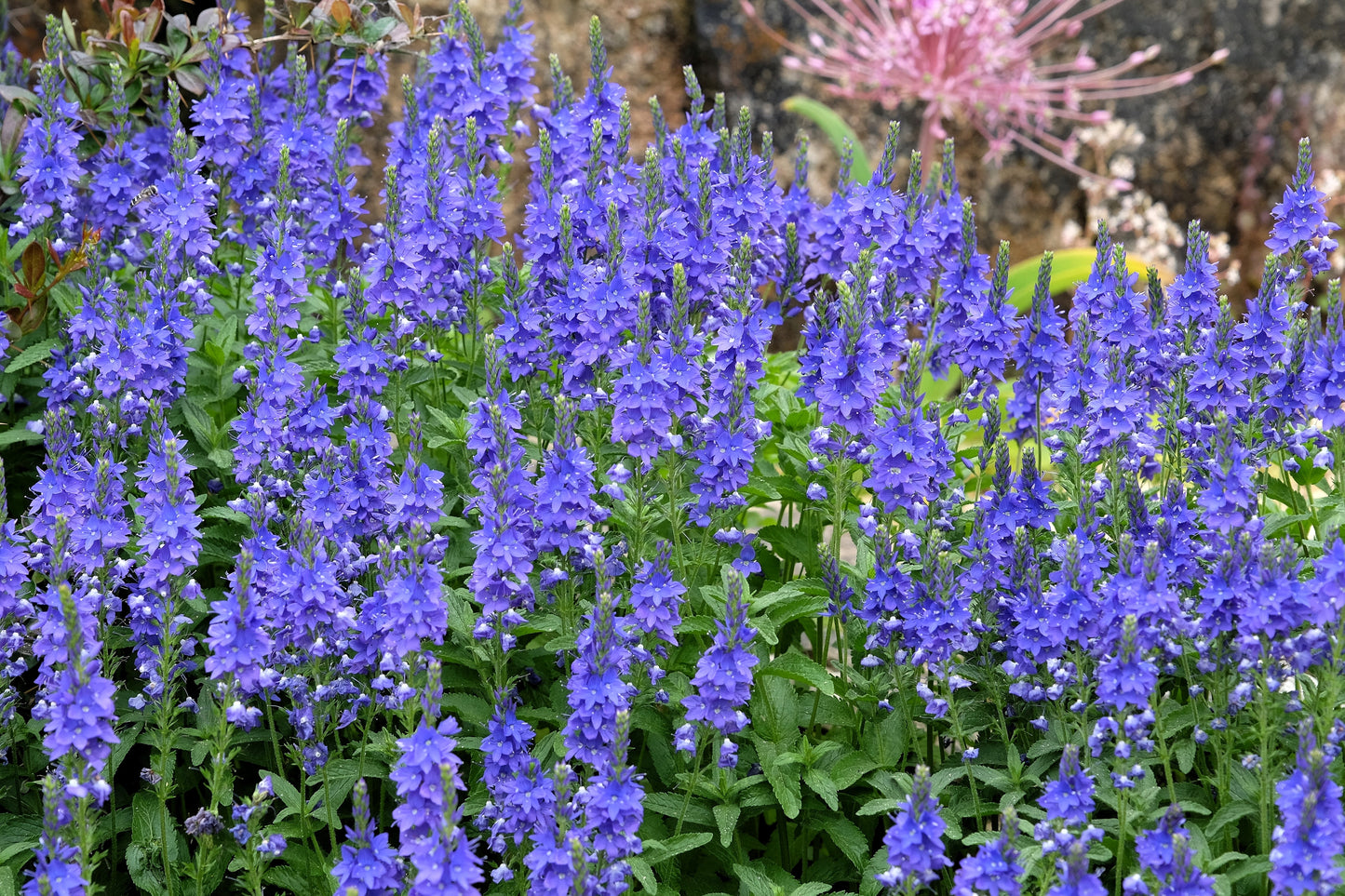 75 ROYAL BLUE SPEEDWELL Veronica Austriaca Teucrium Flower Seeds