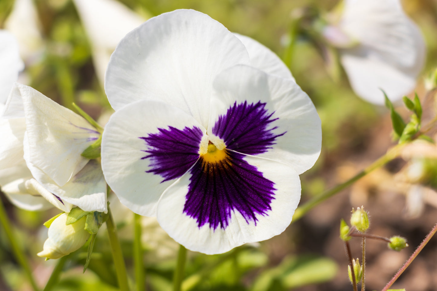 50 WHITE & PURPLE PANSY Swiss Giant Violet Viola Wittrockiana Flower Seeds