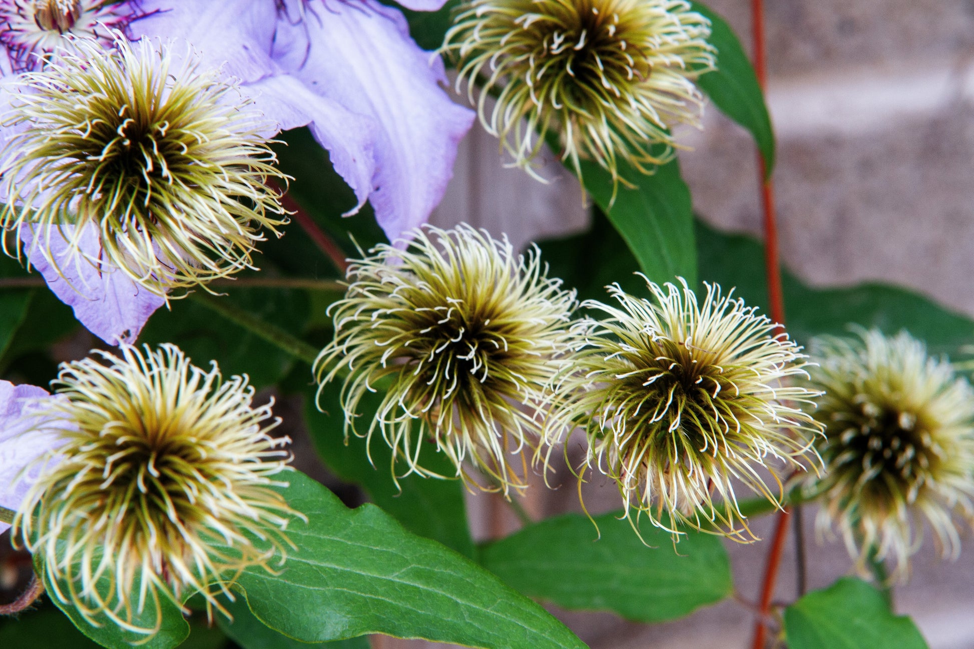 vining plant with purple flowers and seed pods 10 PURPLE ALPINE CLEMATIS Alpina Virgin's Bower Flower Vine Seeds – Seedville USA