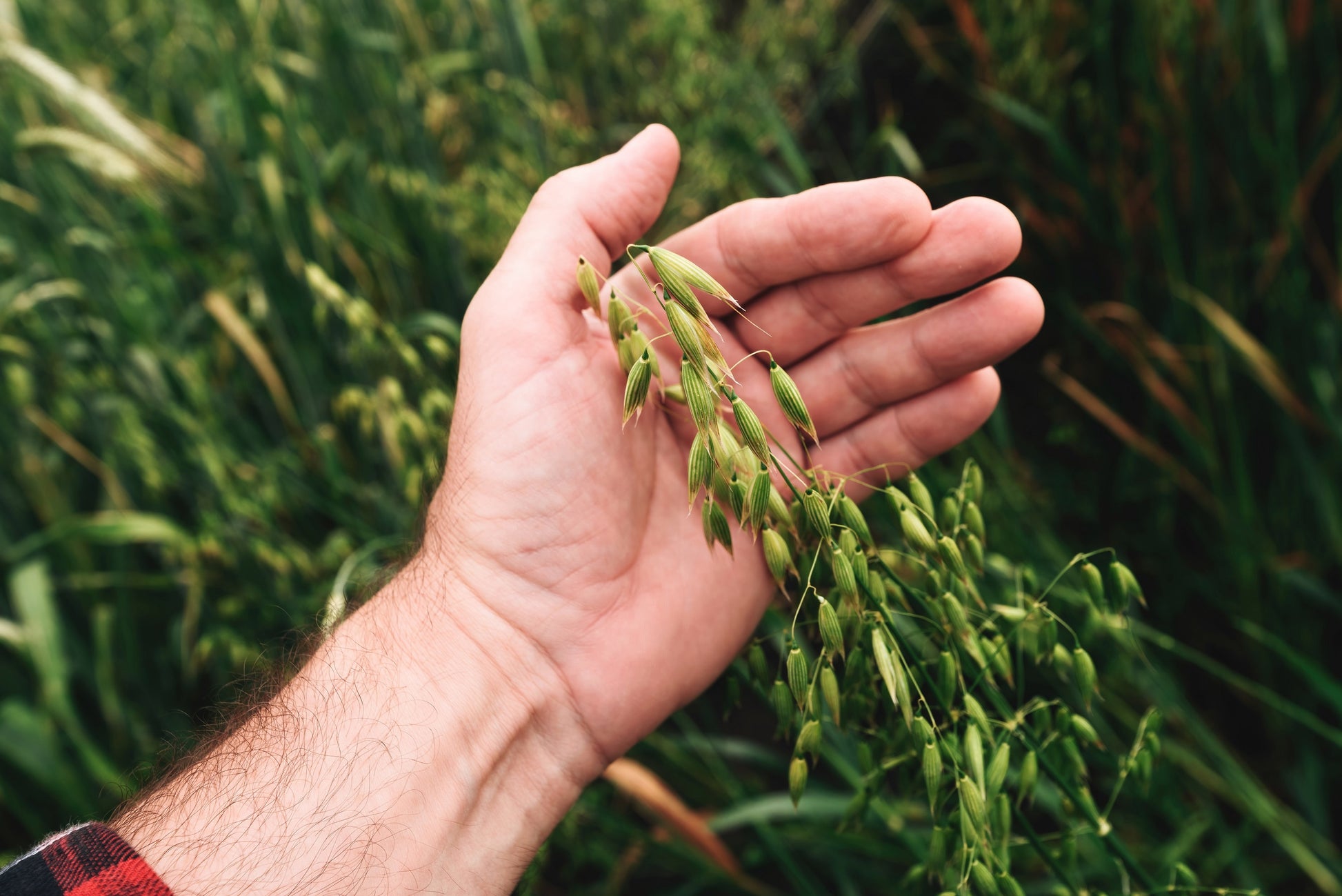 plant oats seeds 200 ORGANIC OAT Oats Avena Sativa Grain Vegetable Seeds