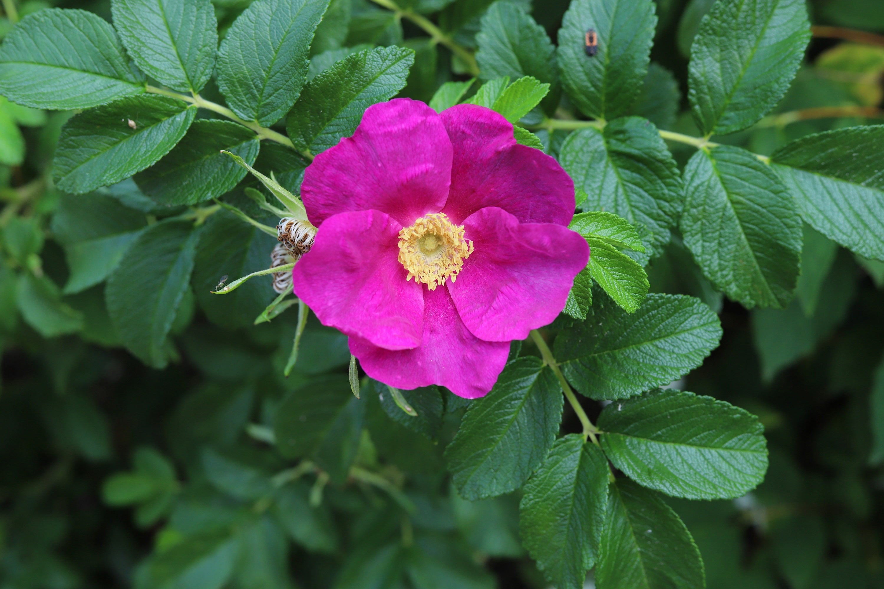 30 JAPANESE RED ROSE Bush Rosa Rugosa Rubra Rugrose Fragrant