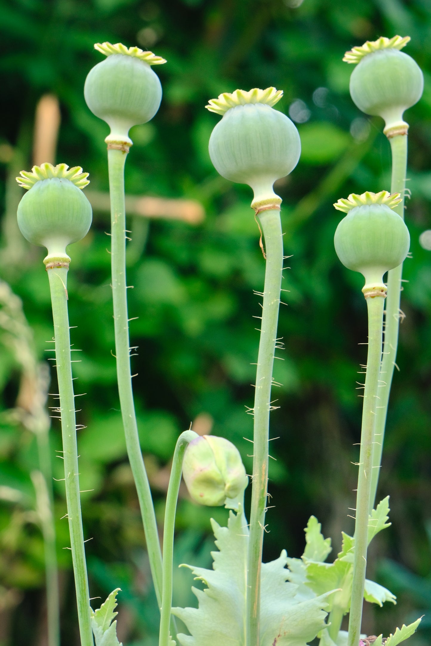 200 Organic AMPHORA POPPY Pink & White Papaver Somniferum Flower Seeds