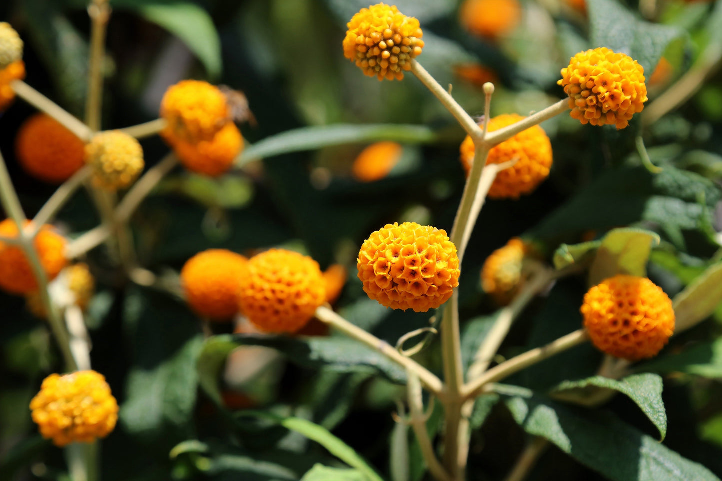 10 ORANGE BALL TREE / Golden Butterfly Bush Buddleja Globosa Shrub Flower Seeds