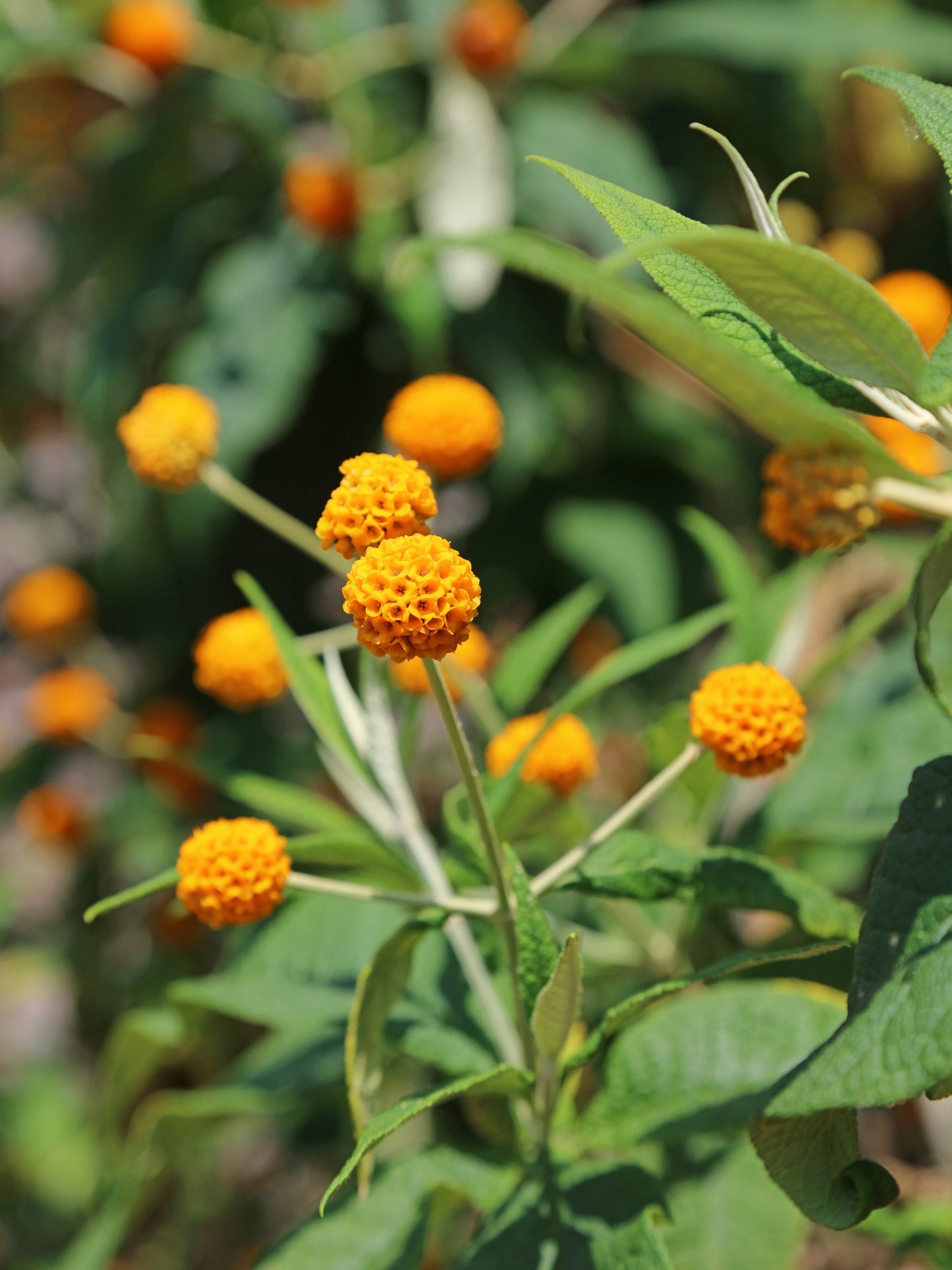 10 ORANGE BALL TREE / Golden Butterfly Bush Buddleja Globosa Shrub Flower Seeds