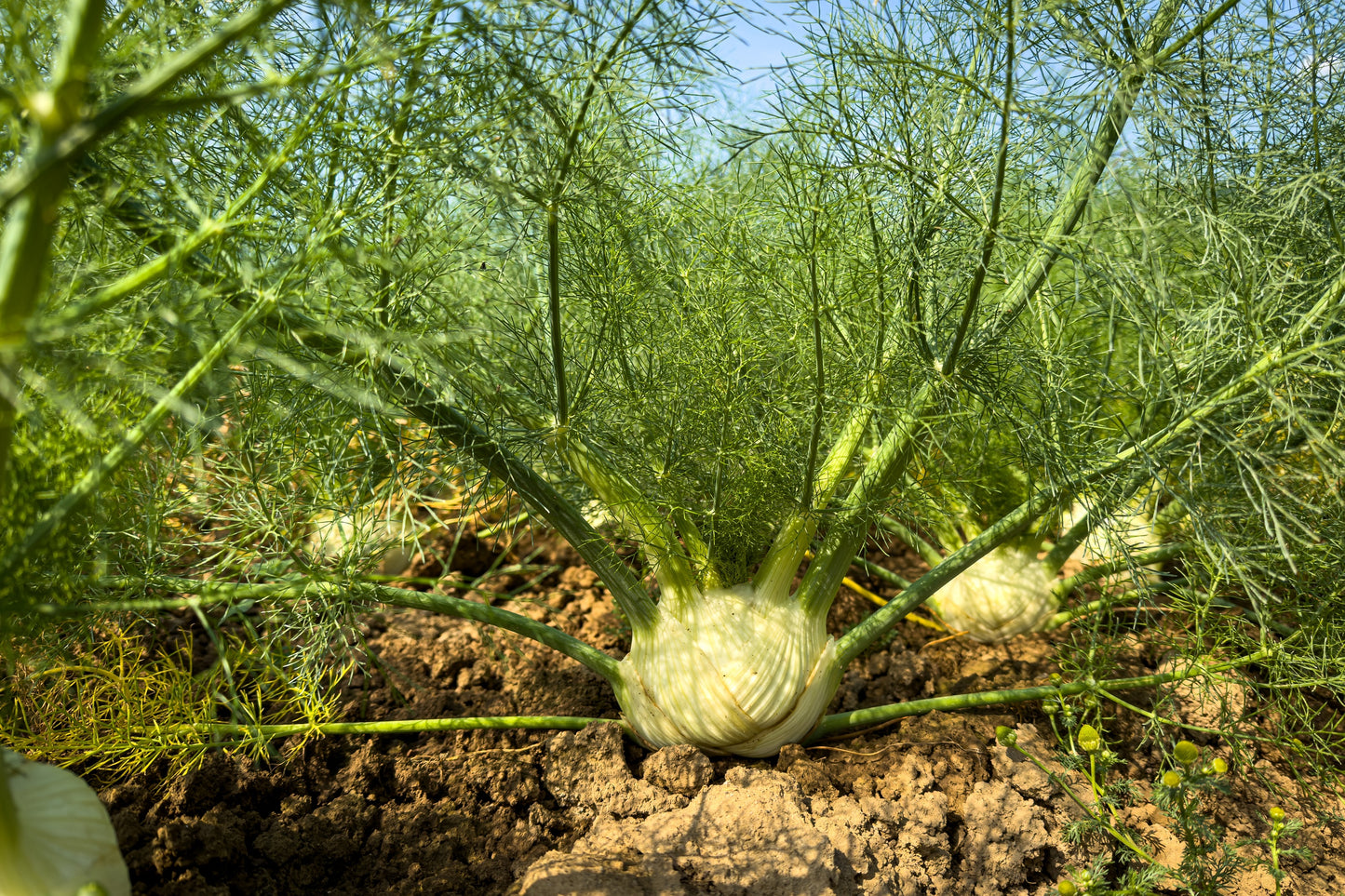 300 SWEET FLORENCE FENNEL Foeniculum Vulgare Azoricum Herb Vegetable Flower Seeds