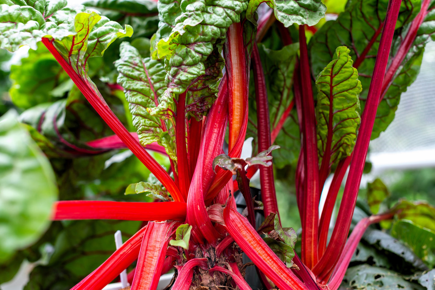 300 RUBY RED SWISS CHARD (Perpetual Spinach) Beta Vulgaris Cicla Vegetable Seeds