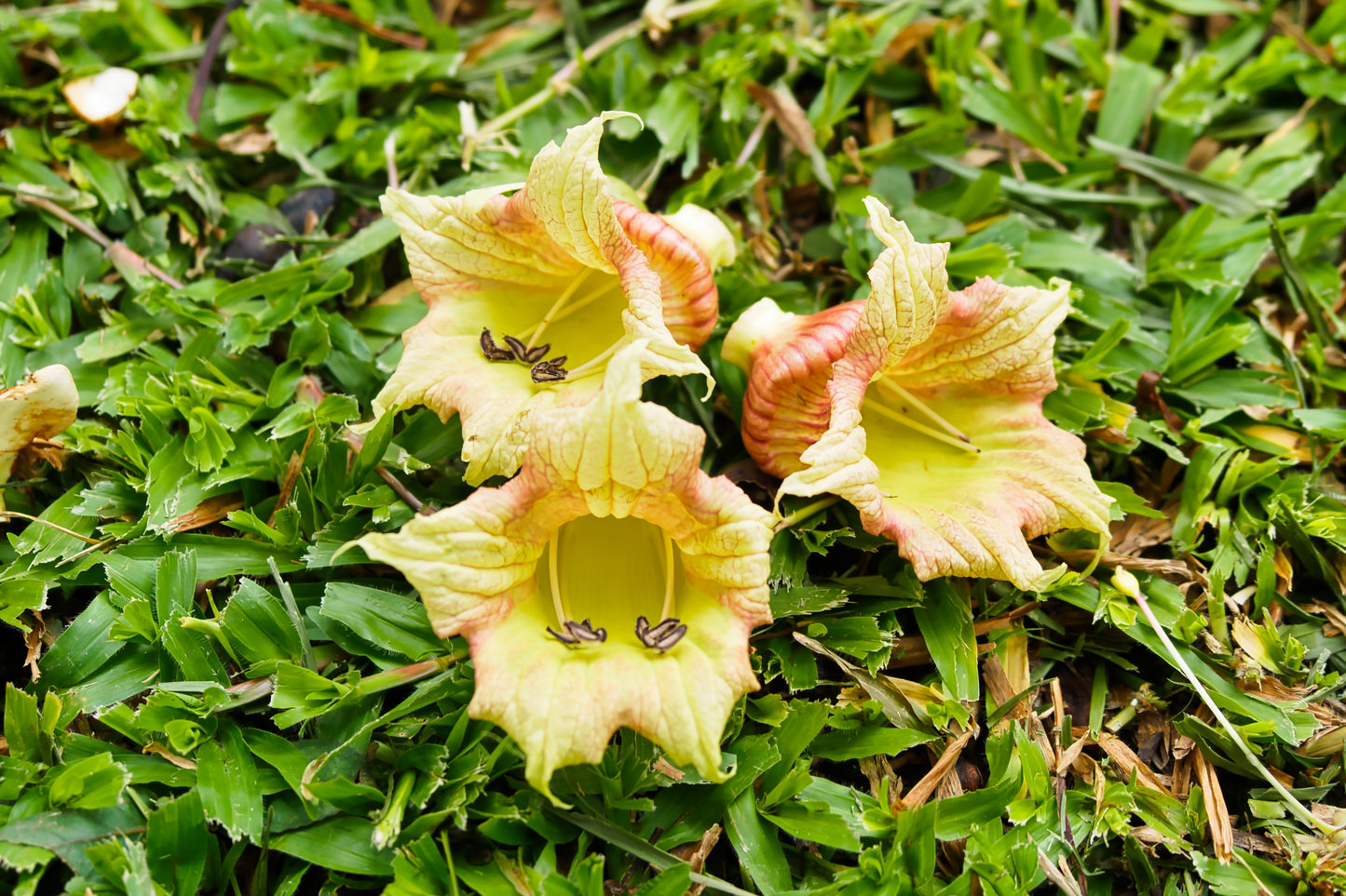 20 INDIAN TRUMPET Flower TREE (Midnight Horror / Broken Bones Plant / Tree of Damocles) Oroxylum Indicum Seeds