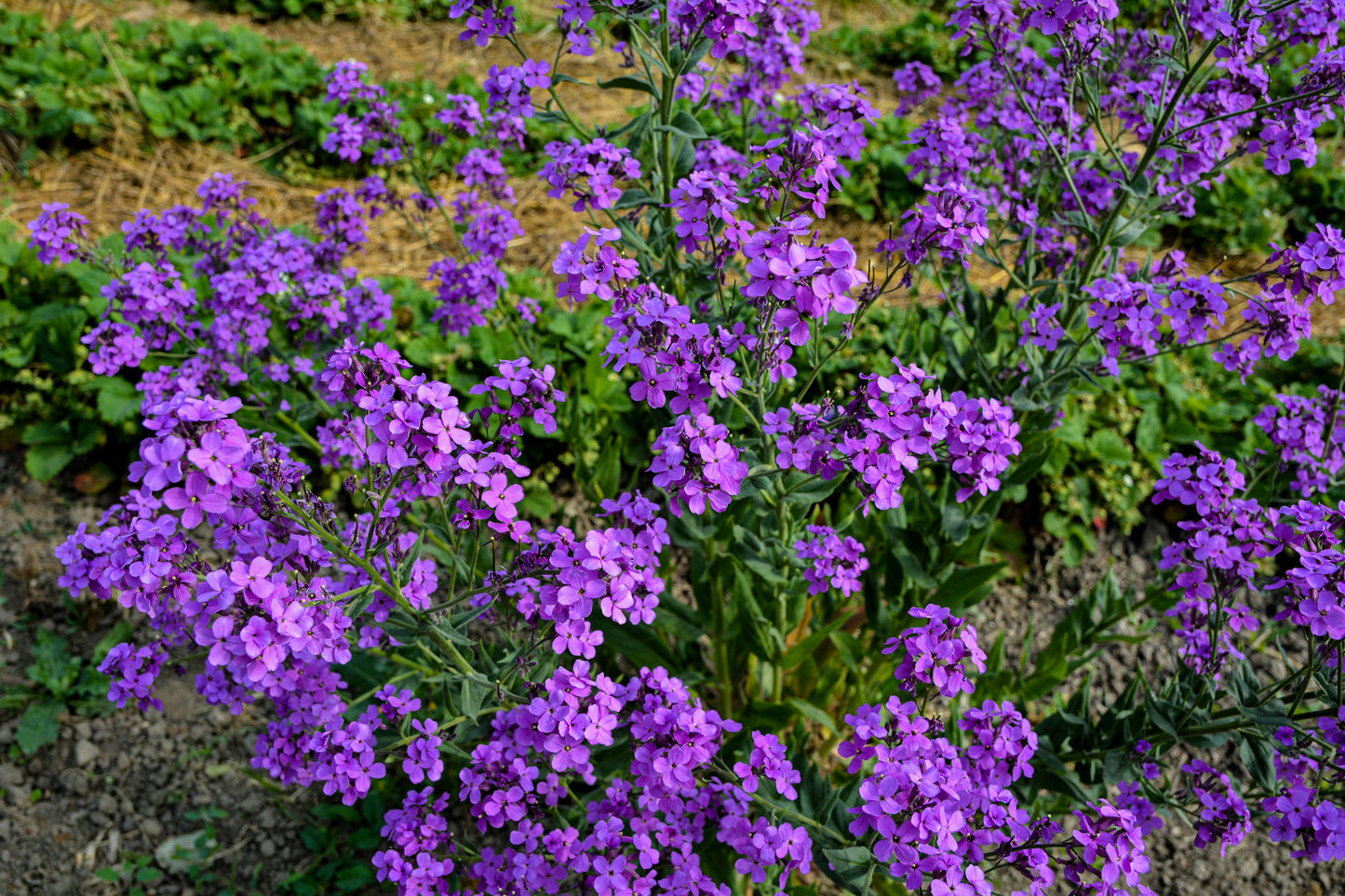 1500 DAMES ROCKET (Danask Violet) Hesperis Matronalis Dame's Purple Flower Seeds