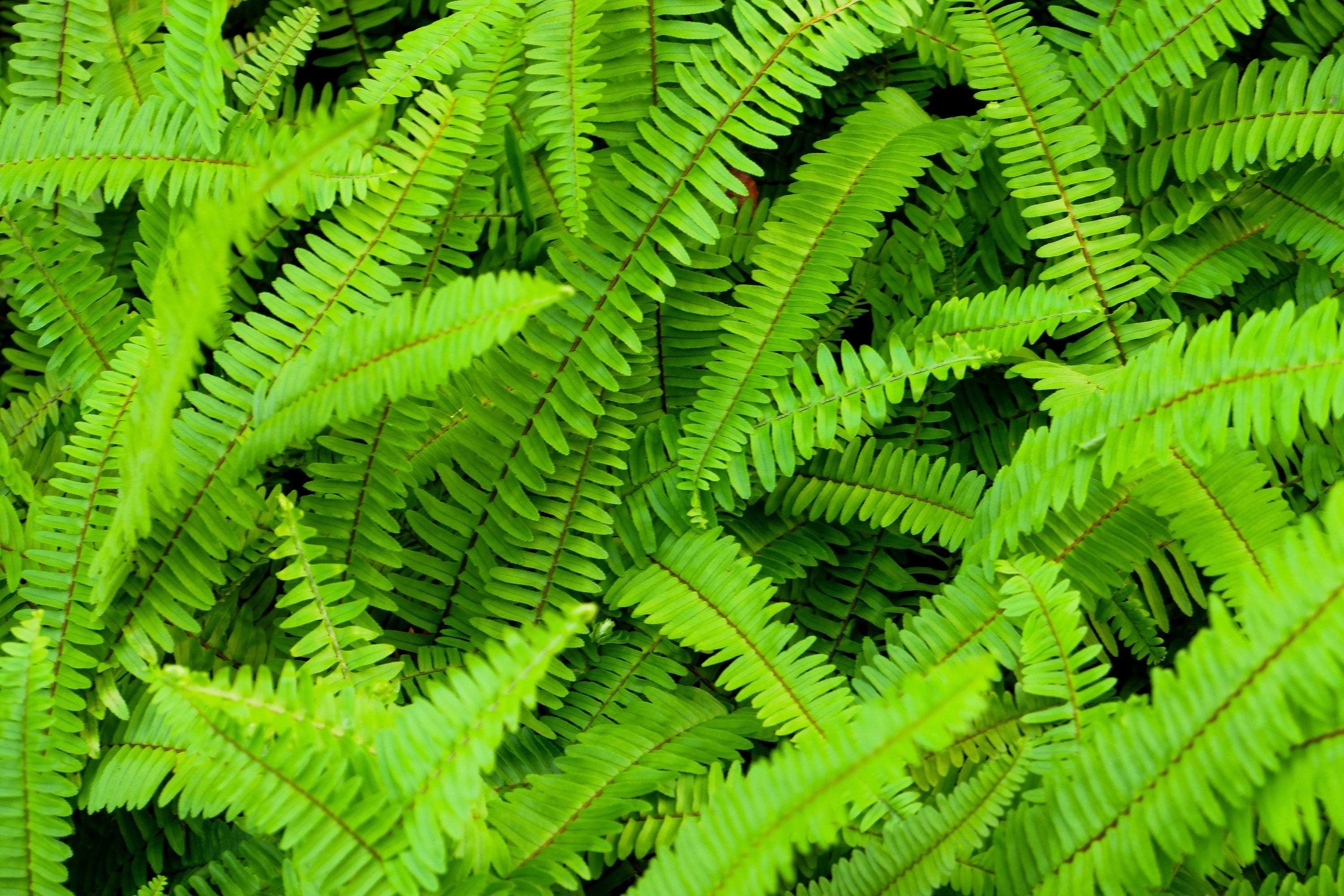 Seedville Western Sword Fern Spores - Thumbnail 3