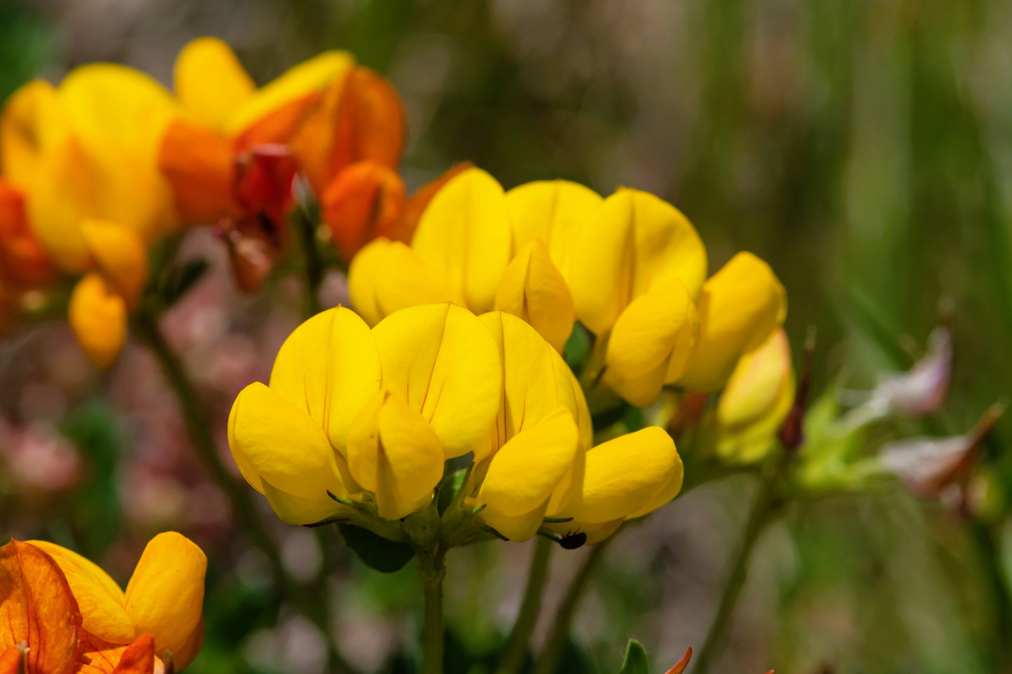 200 BIRDS FOOT TREFOIL (Birdfoot Deervetch / Cats Clover / Ground Honeysuckle) Lotus Corniculatus Fabaceae Flower Seeds