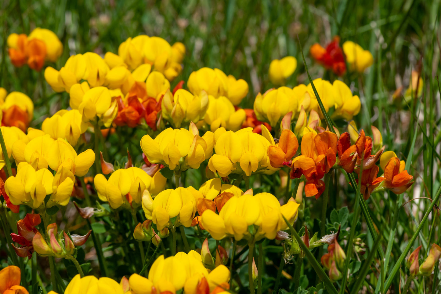 200 BIRDS FOOT TREFOIL (Birdfoot Deervetch / Cats Clover / Ground Honeysuckle) Lotus Corniculatus Fabaceae Flower Seeds