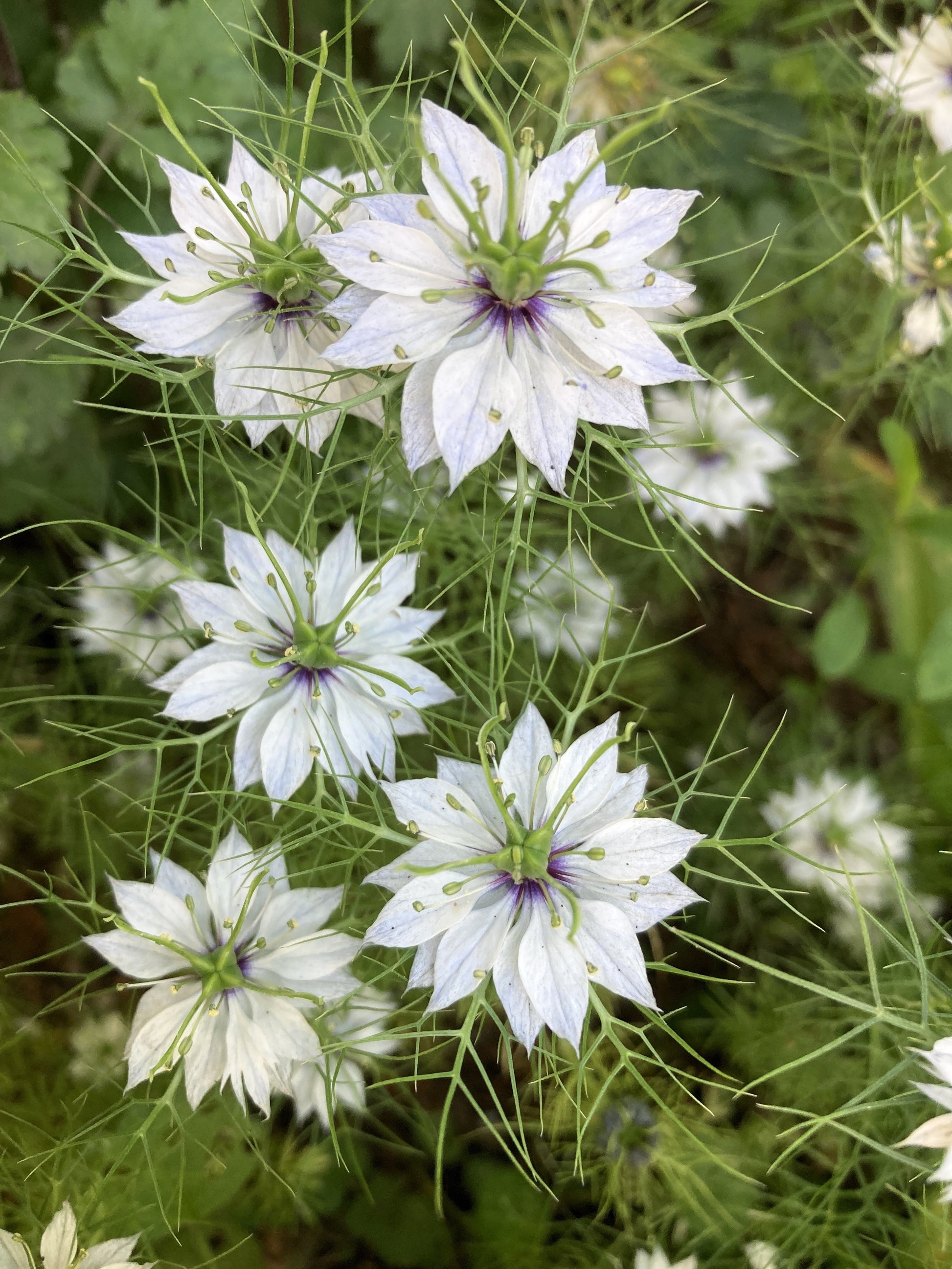 love in mist flower seeds 500 White LOVE IN A MIST ( Fennel Flower ) Nigella Damascena Flower Seeds
