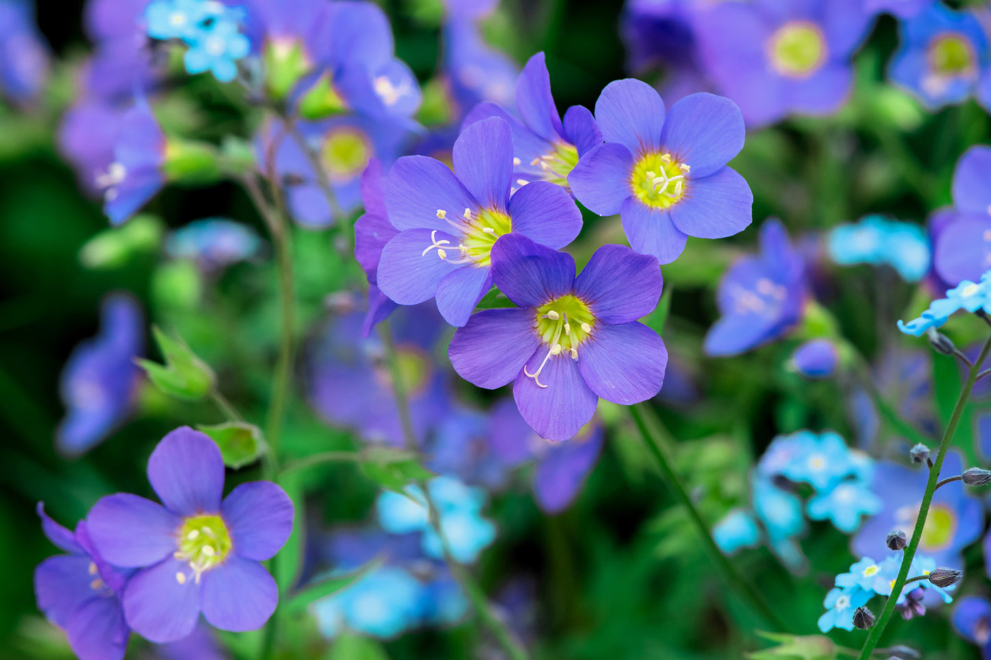 100 BLUE PEARL POLEMONIUM ( Jacobs Ladder ) Polemonium Caeruleum Flower Seeds