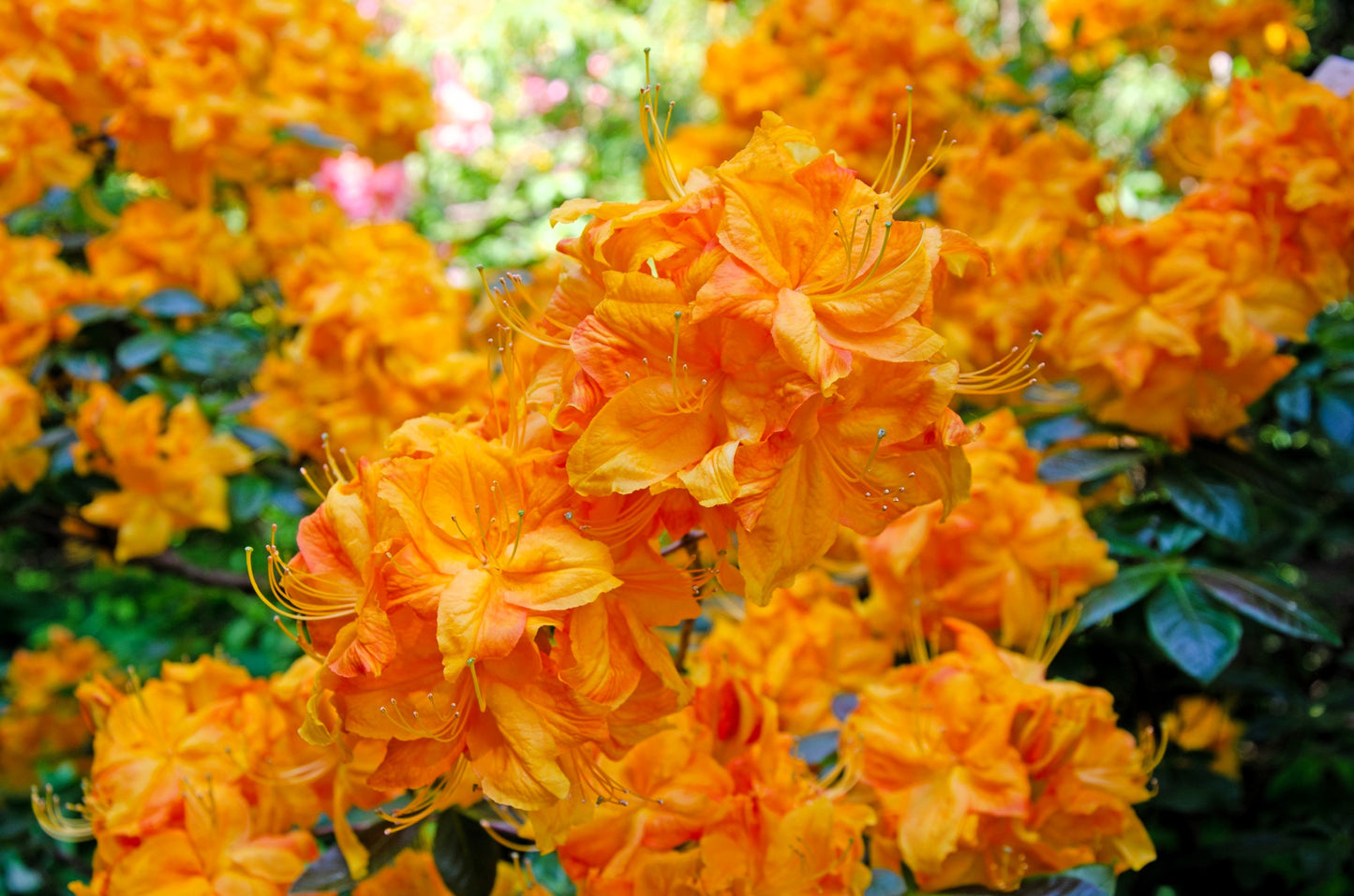 30 Orange FLAME AZALEA Rhododendron Calendulaceum Bush Shrub Flower Seeds