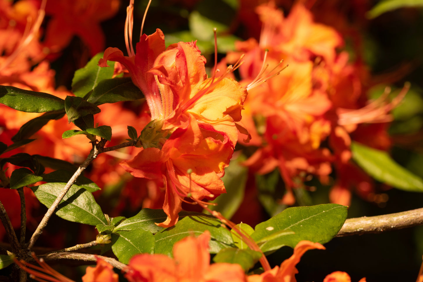 30 Orange FLAME AZALEA Rhododendron Calendulaceum Bush Shrub Flower Seeds