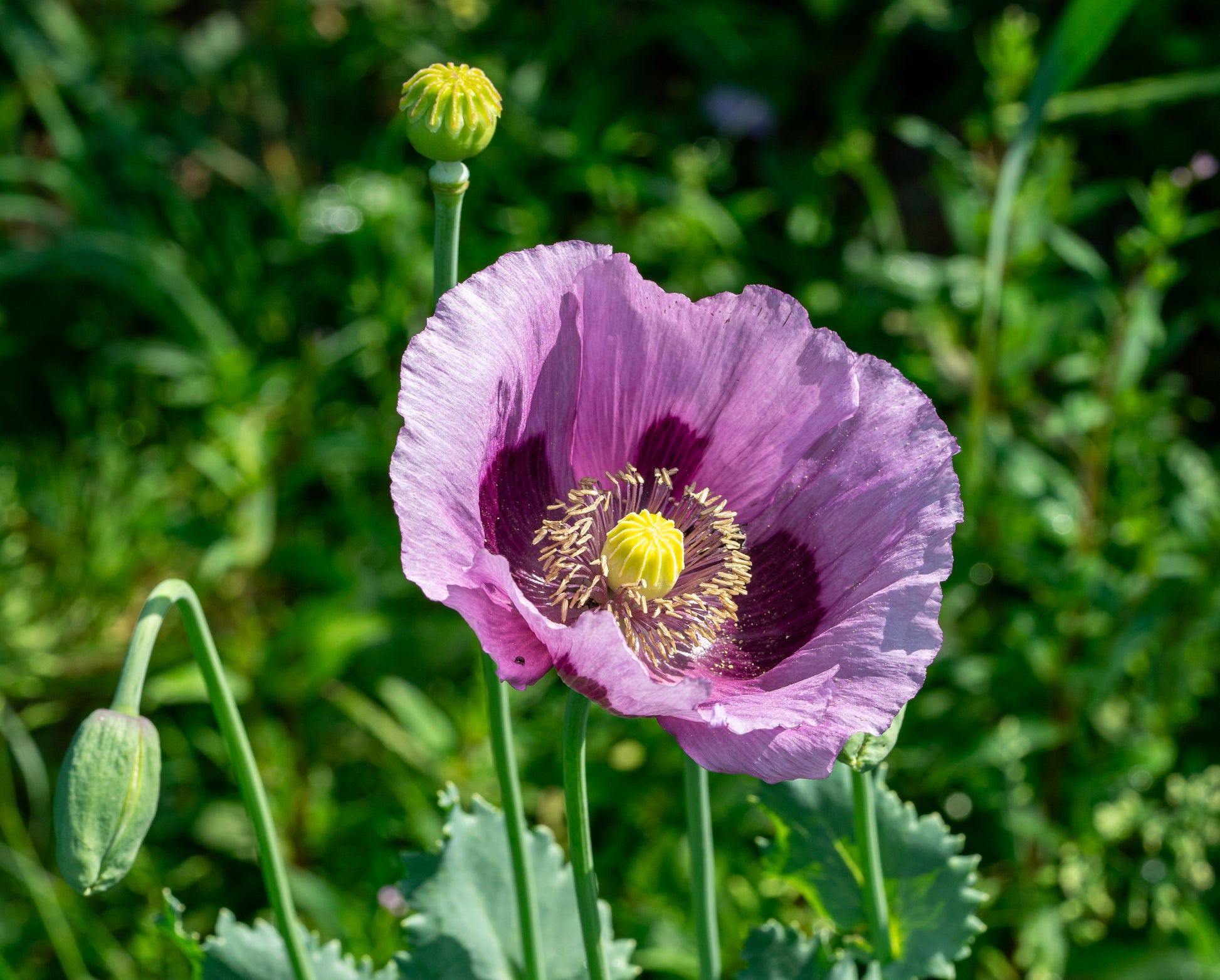 lavender poppy flower 1000 LAVENDER POPPY Purple Papaver Somniferum Flower Seeds – Seedville USA