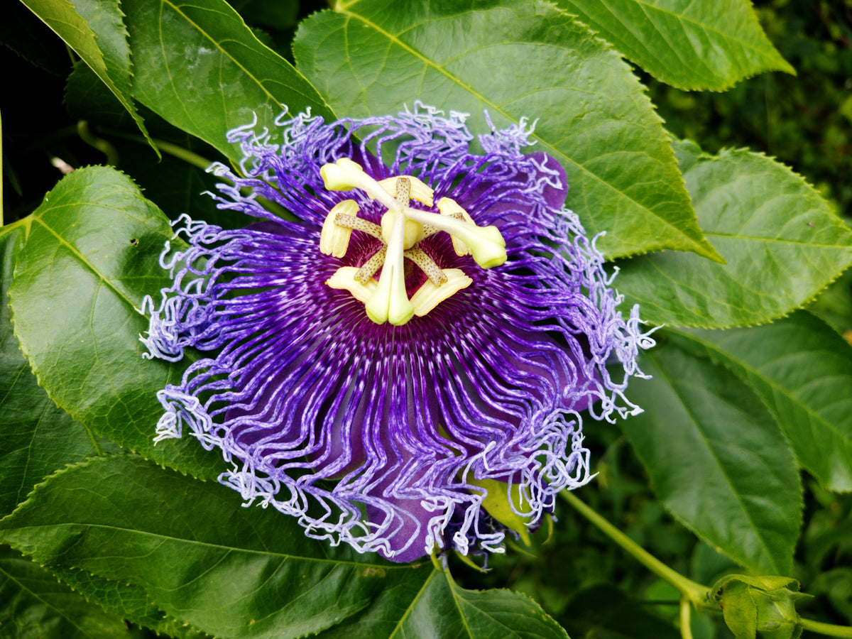 Passiflora Incarnata Edible Fruit Passion Flower | Description,