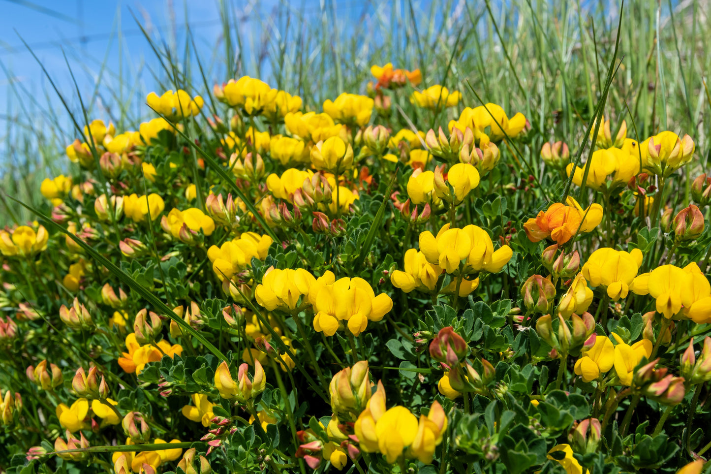 200 BIRDS FOOT TREFOIL (Birdfoot Deervetch / Cats Clover / Ground Honeysuckle) Lotus Corniculatus Fabaceae Flower Seeds