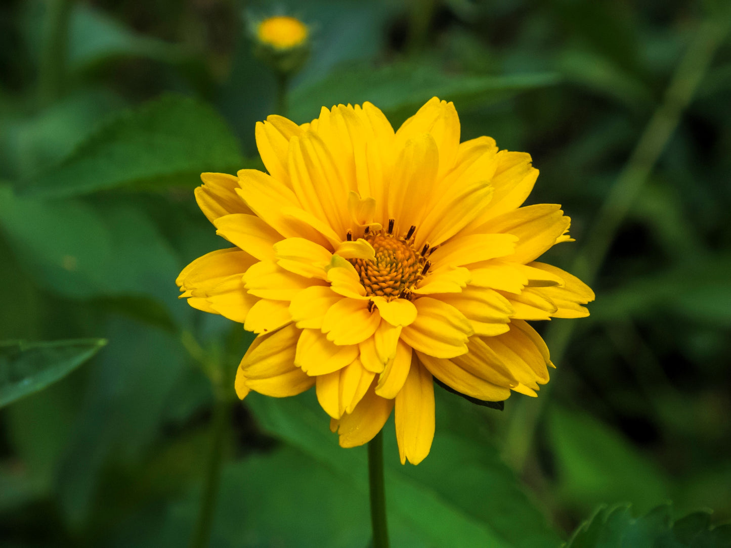 50 SUMMER SUN SUNDROPS Yellow Heliopsis Scabra False Sunflower Flower Seeds
