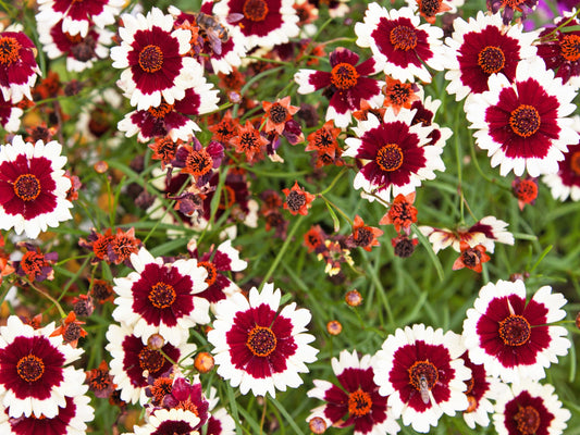 30 INCREDIBLE SWIRL COREOPSIS White & Burgundy Red Tickseed Flower Seeds