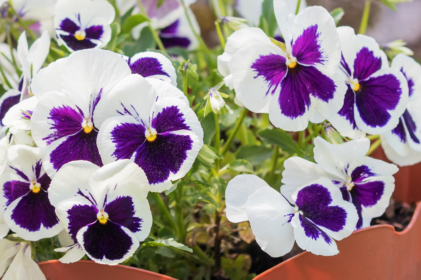 50 WHITE & PURPLE PANSY Swiss Giant Violet Viola Wittrockiana Flower Seeds