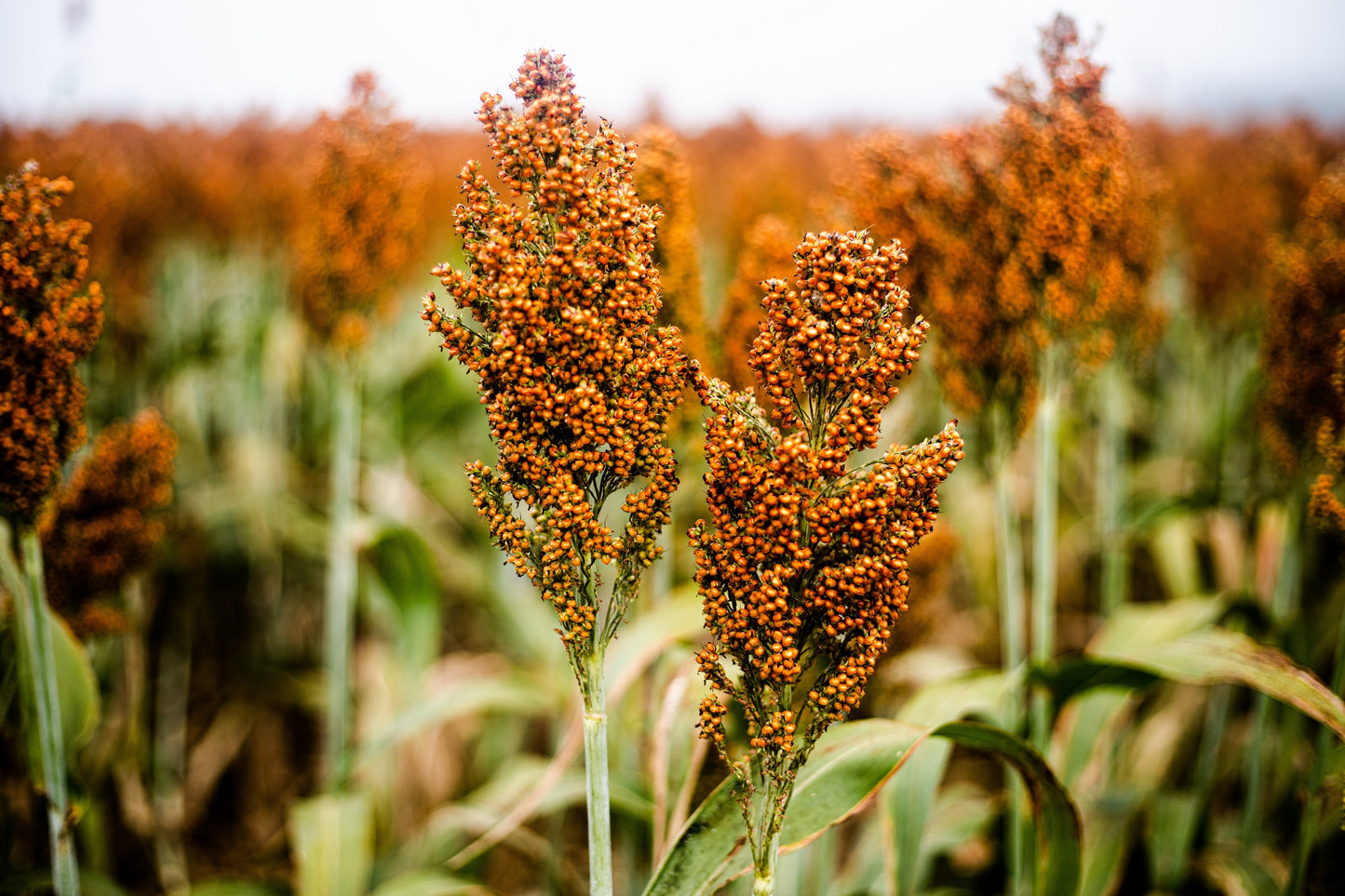 milo seeds for planting 100 Wild Game FOOD PLOT SORGHUM aka Milo Deer & Game Bird Bicolor Seed – Seedville USA
