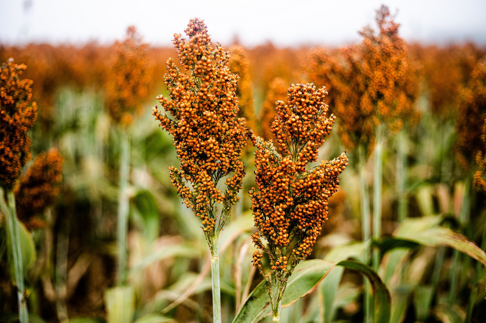 milo seed for planting 100 Wild Game FOOD PLOT SORGHUM aka Milo Deer & Game Bird Bicolor Seed – Seedville USA