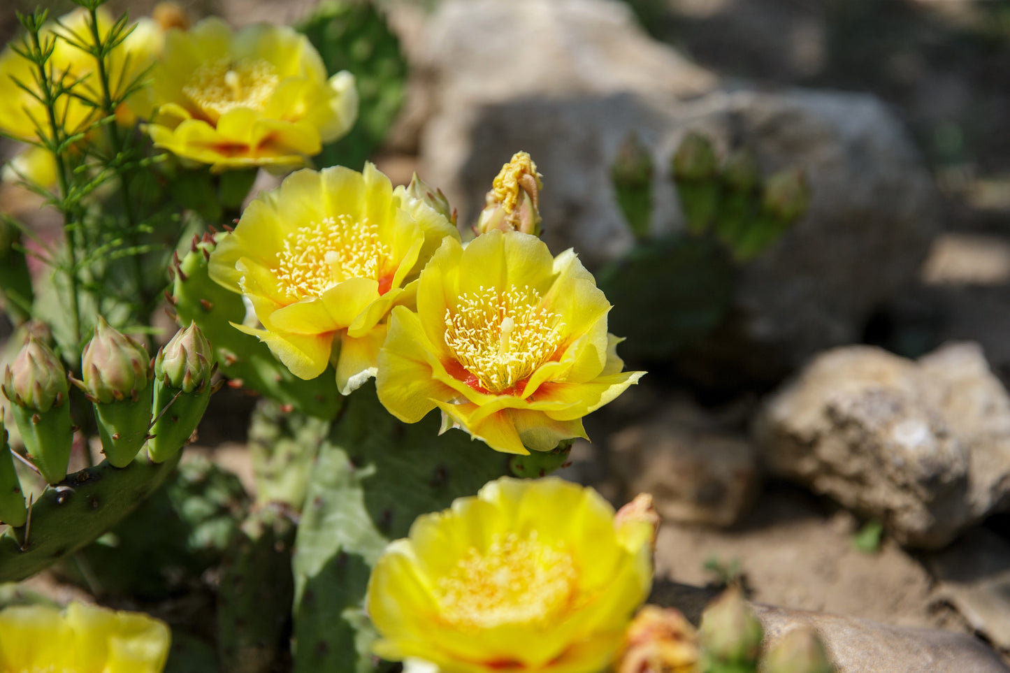 10 Yellow PRICKLY PEAR CACTUS Nopal Opuntia Ficus-Indica Flower Purple Fruit Seeds