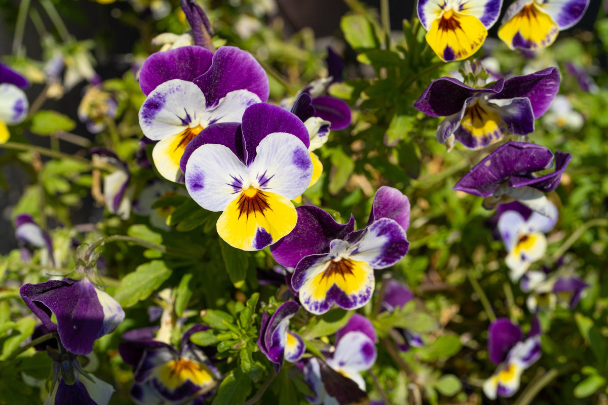 250 JOHNNY JUMP UP Helen Mount Violet Viola Tricolor Purple & Yellow Flower Seeds
