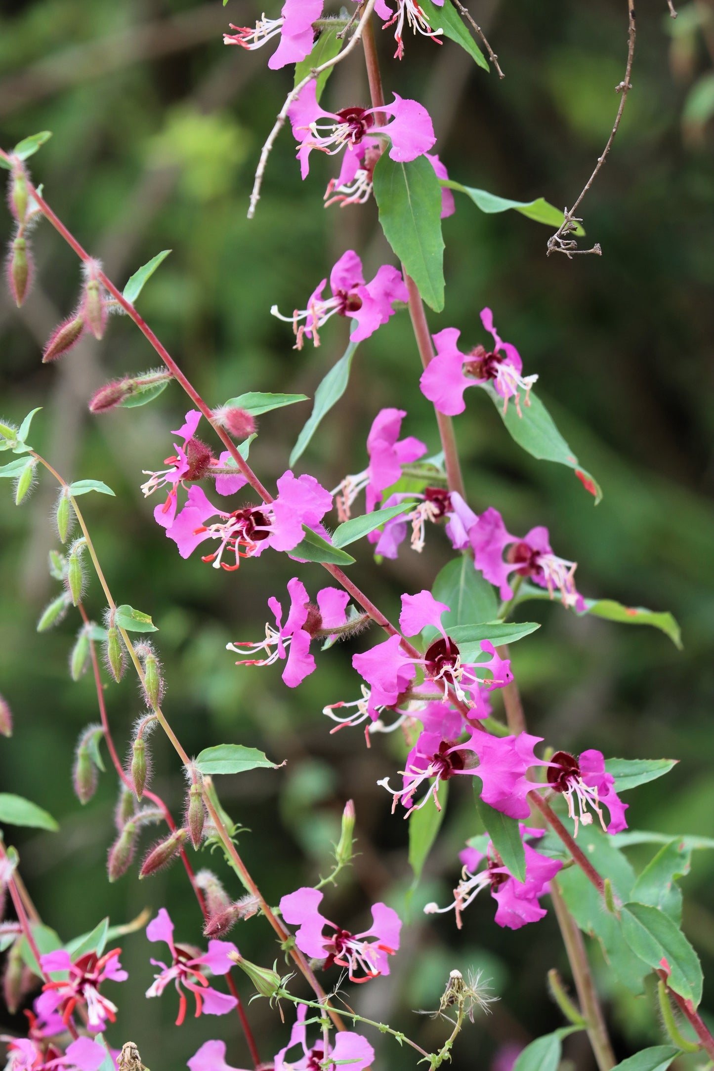 500 MIXED ELEGANT CLARKIA Mountain Garland Elegans Pink Purple Red Mix Flower Seeds