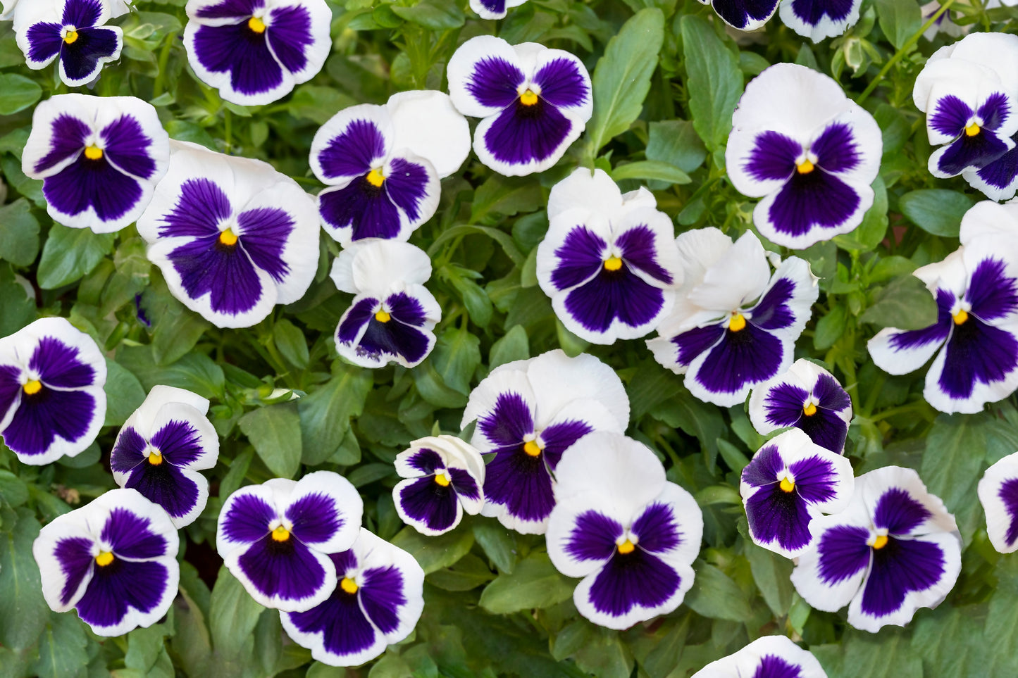 50 WHITE & PURPLE PANSY Swiss Giant Violet Viola Wittrockiana Flower Seeds