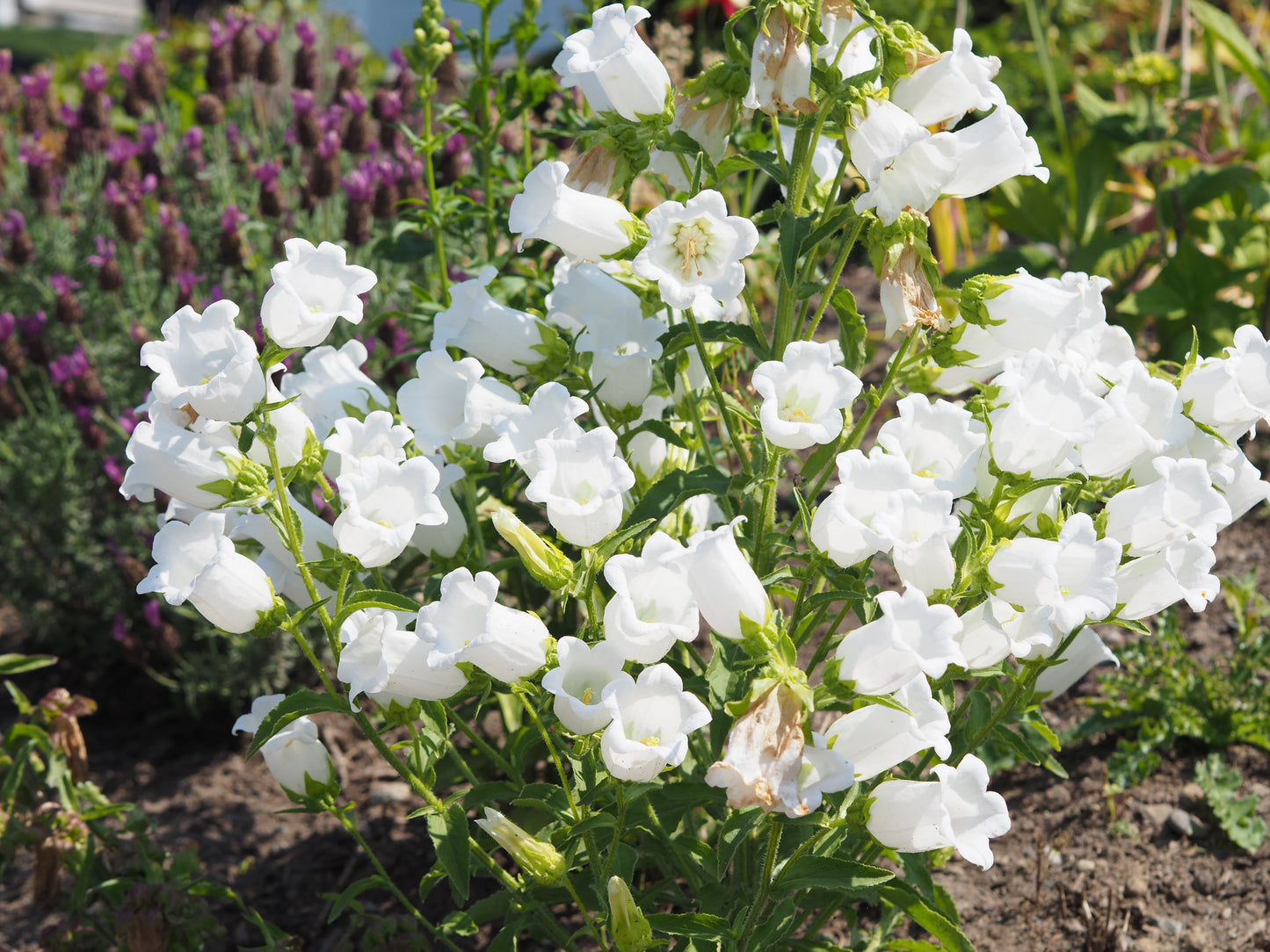 200 White CANTERBURY BELLS - CAMPANULA Medium Flower Seeds