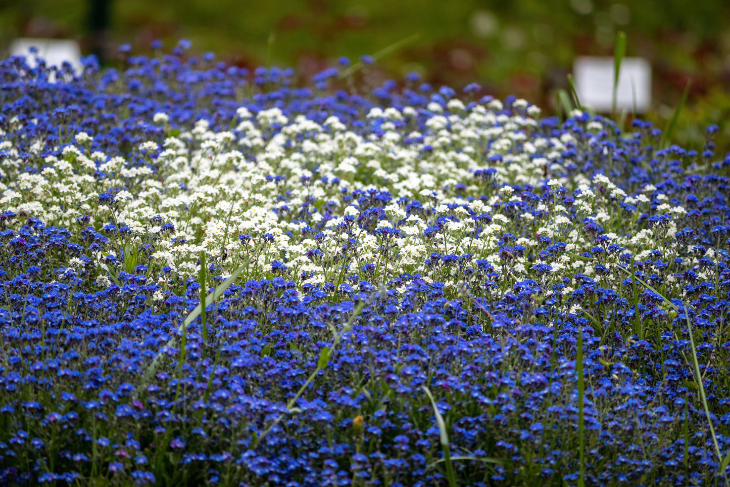 100 Victoria WHITE FORGET Me NOT Myosotis Alpestris Shade or Sun Flower Seeds