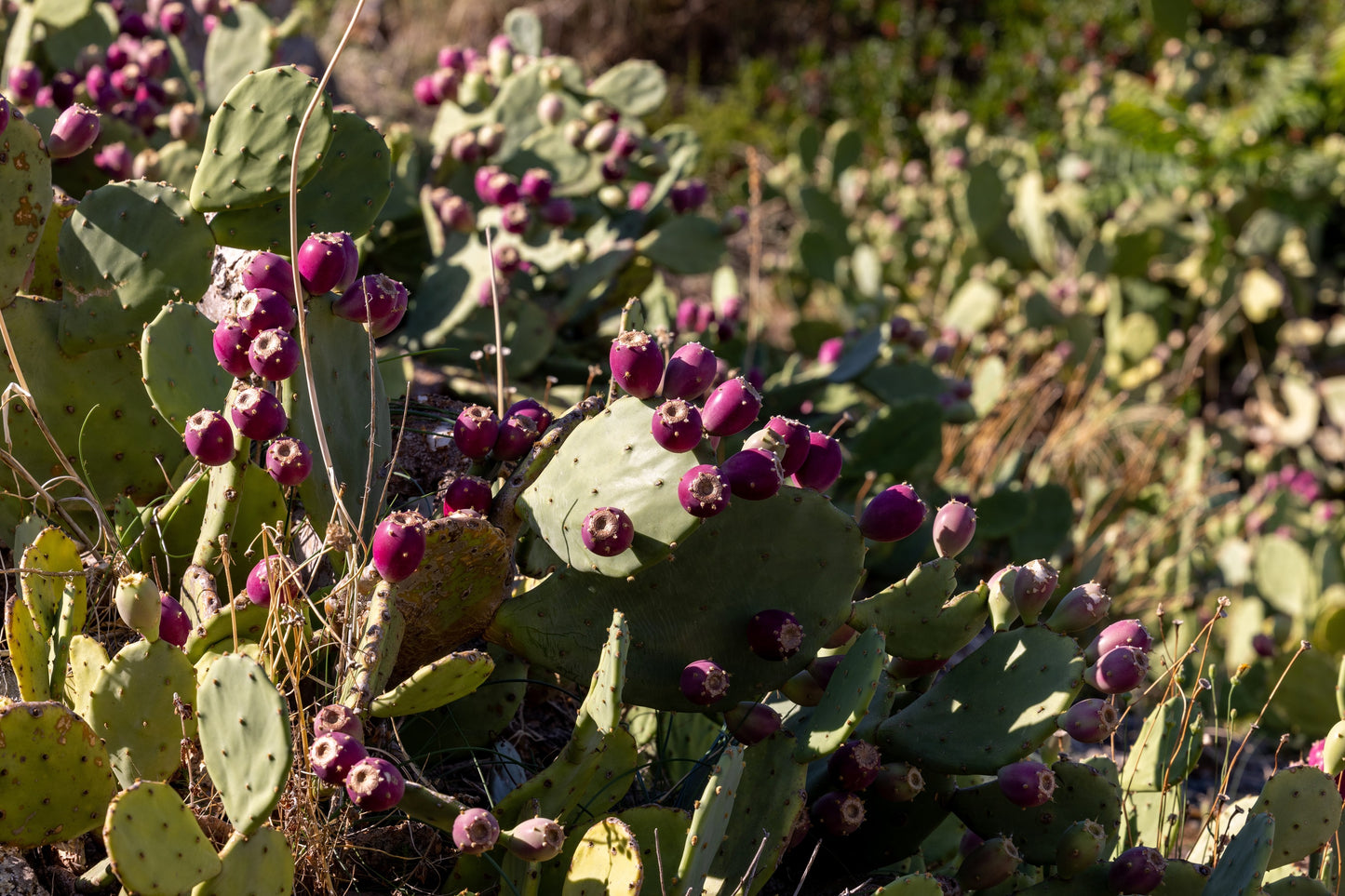 10 Yellow PRICKLY PEAR CACTUS Nopal Opuntia Ficus-Indica Flower Purple Fruit Seeds
