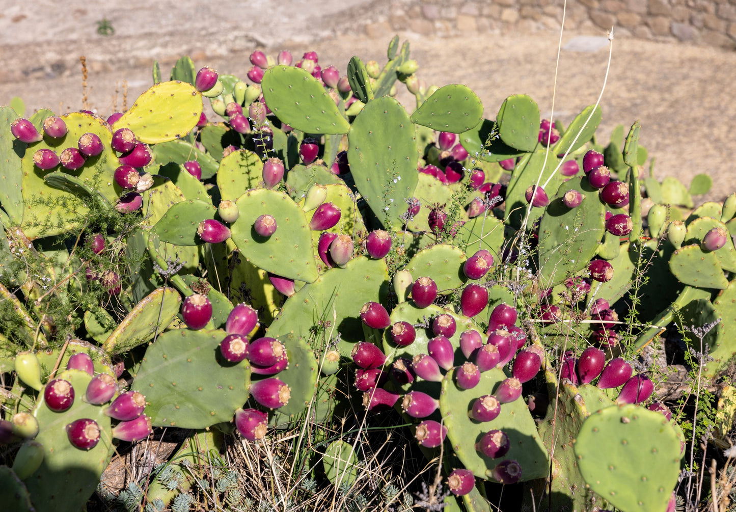 10 Yellow PRICKLY PEAR CACTUS Nopal Opuntia Ficus-Indica Flower Purple Fruit Seeds