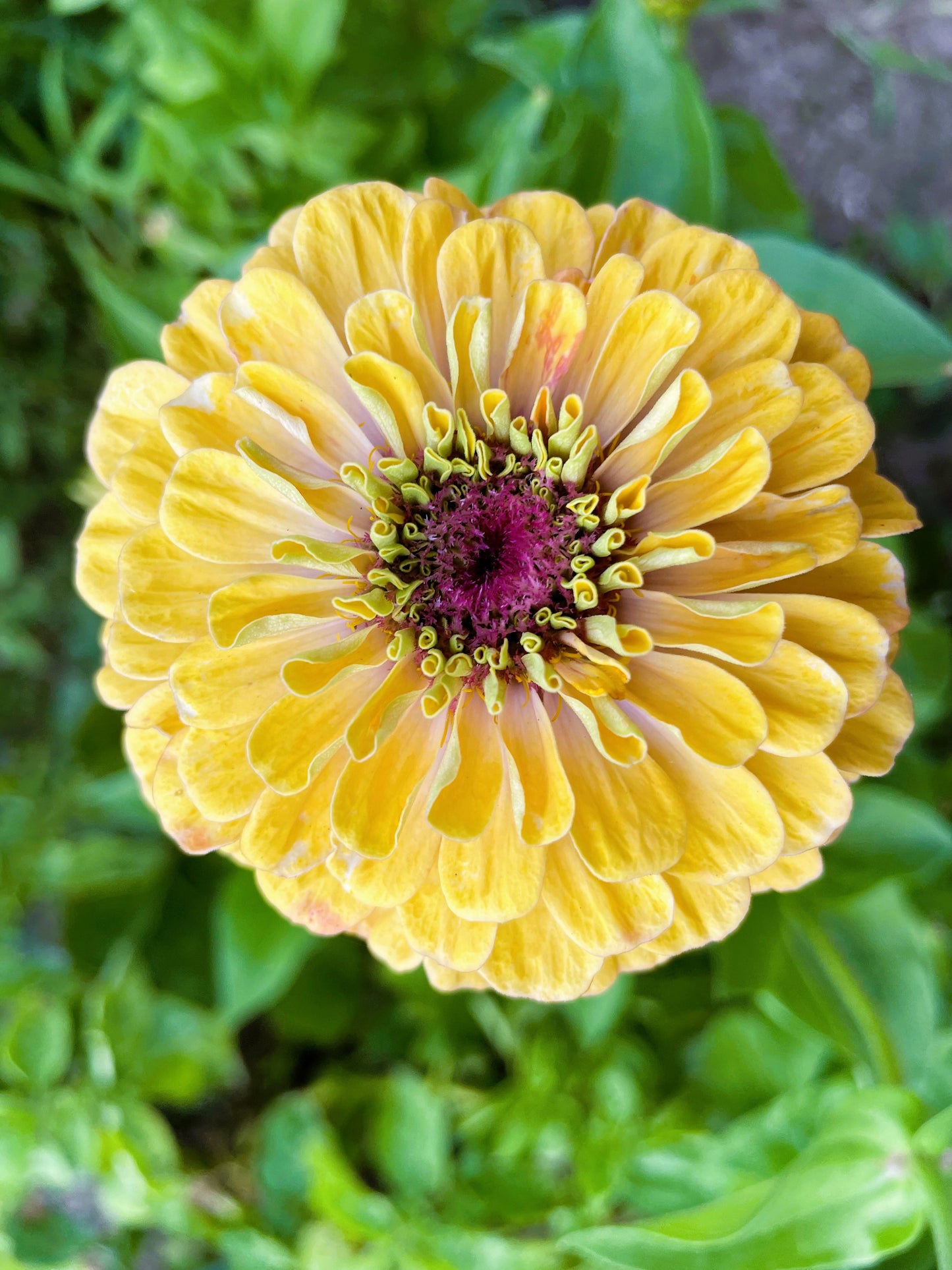 250 ISABELLINA ZINNIA Elegans Pastel Light Yellow Double Heirloom Flower Seeds