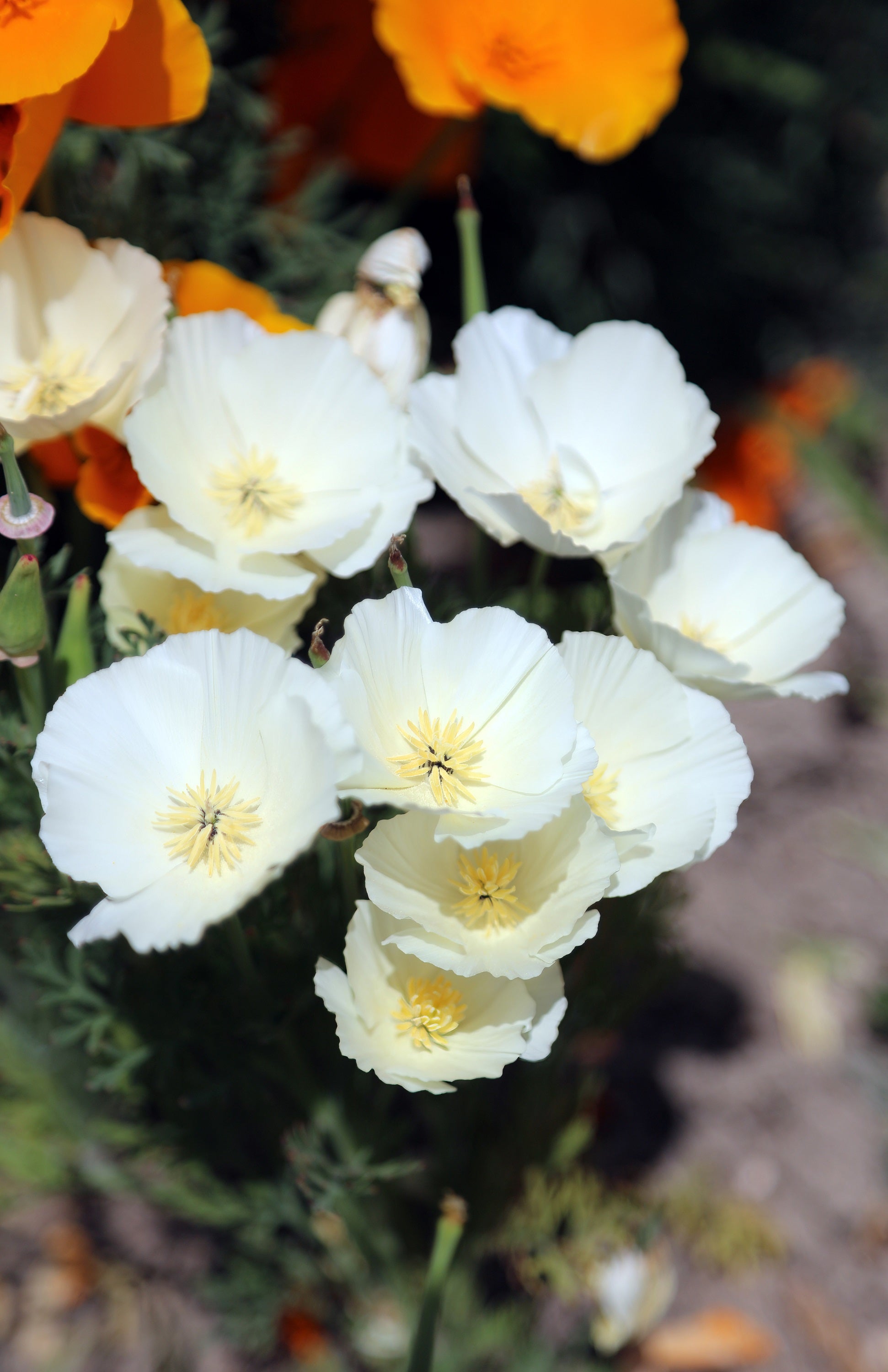plant california poppy seeds 1000 WHITE CALIFORNIA POPPY Eschscholzia Californica Flower Seeds – Seedville USA