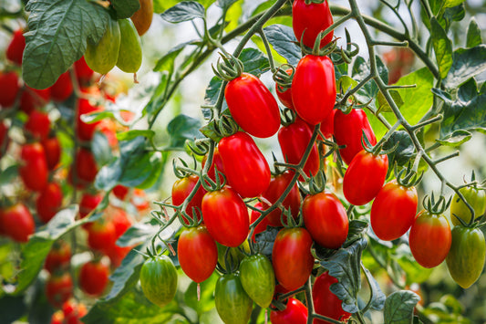 500 ITALIAN ROMA TOMATO Lycopersicon Lycopersicum Fruit Vegetable Seeds