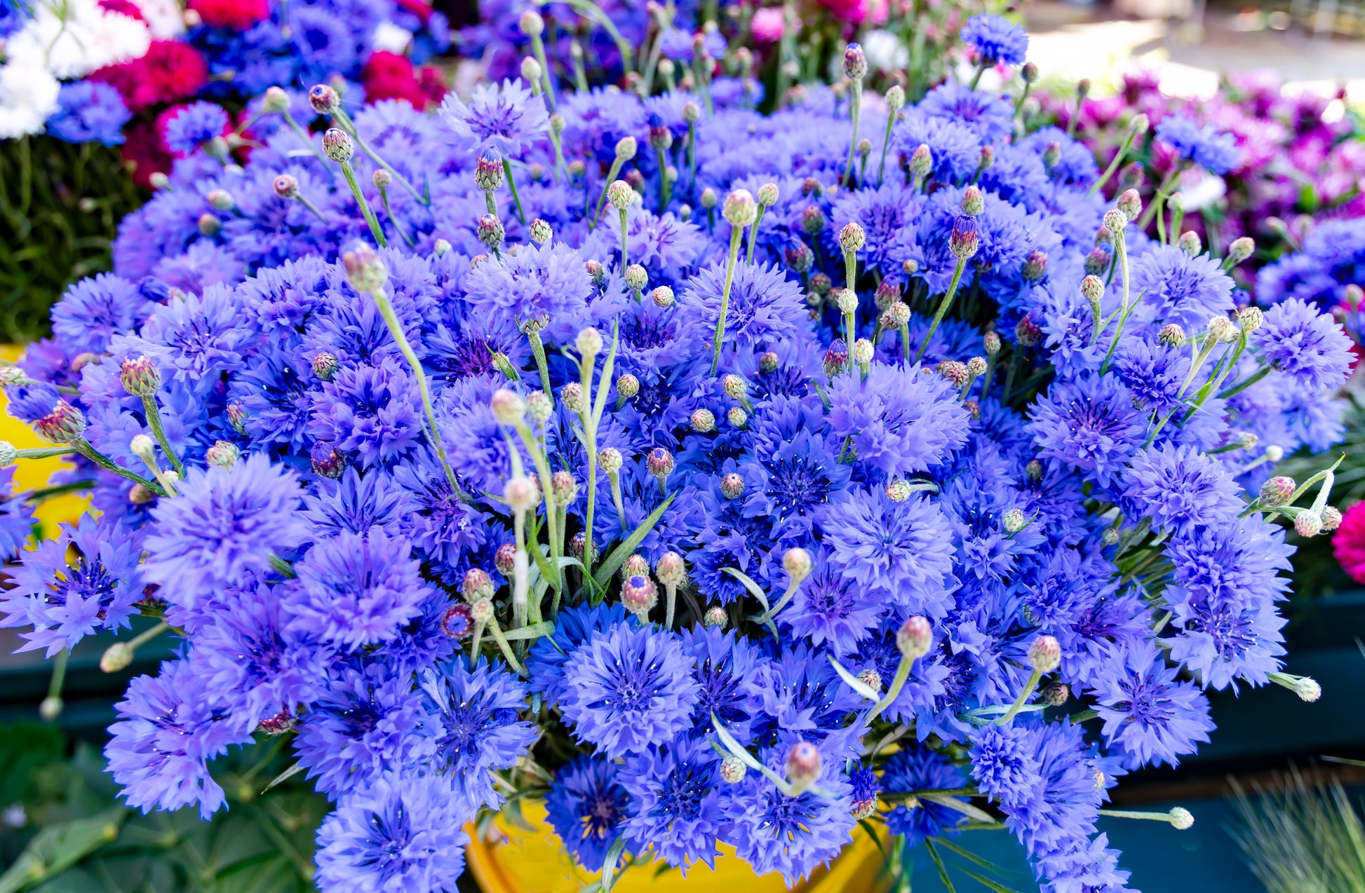 cornflower indoor plant 1000 Dwarf Blue BACHELORS BUTTON CORNFLOWER Centaurea Cyanus Flower Se – Seedville USA
