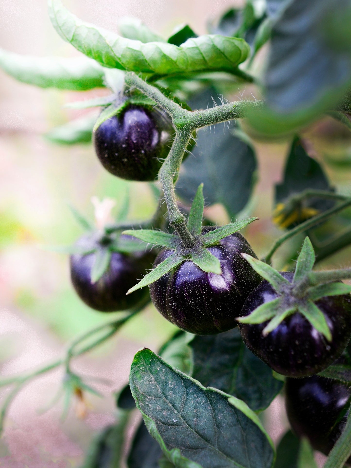50 PURPLE CHERRY TOMATO Lycopersicon Indeterminate Fruit Vegetable Seeds