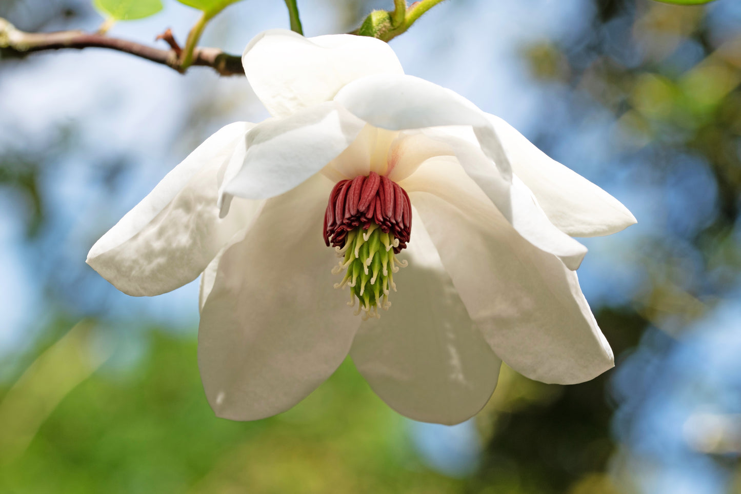 10 OYAMA MAGNOLIA TREE White Pink Flower Pink Pod Sieboldii Siebolds Shrub Seeds